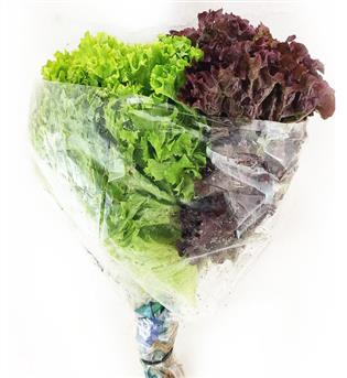 سبزی کاهو فرانسه هلیکان